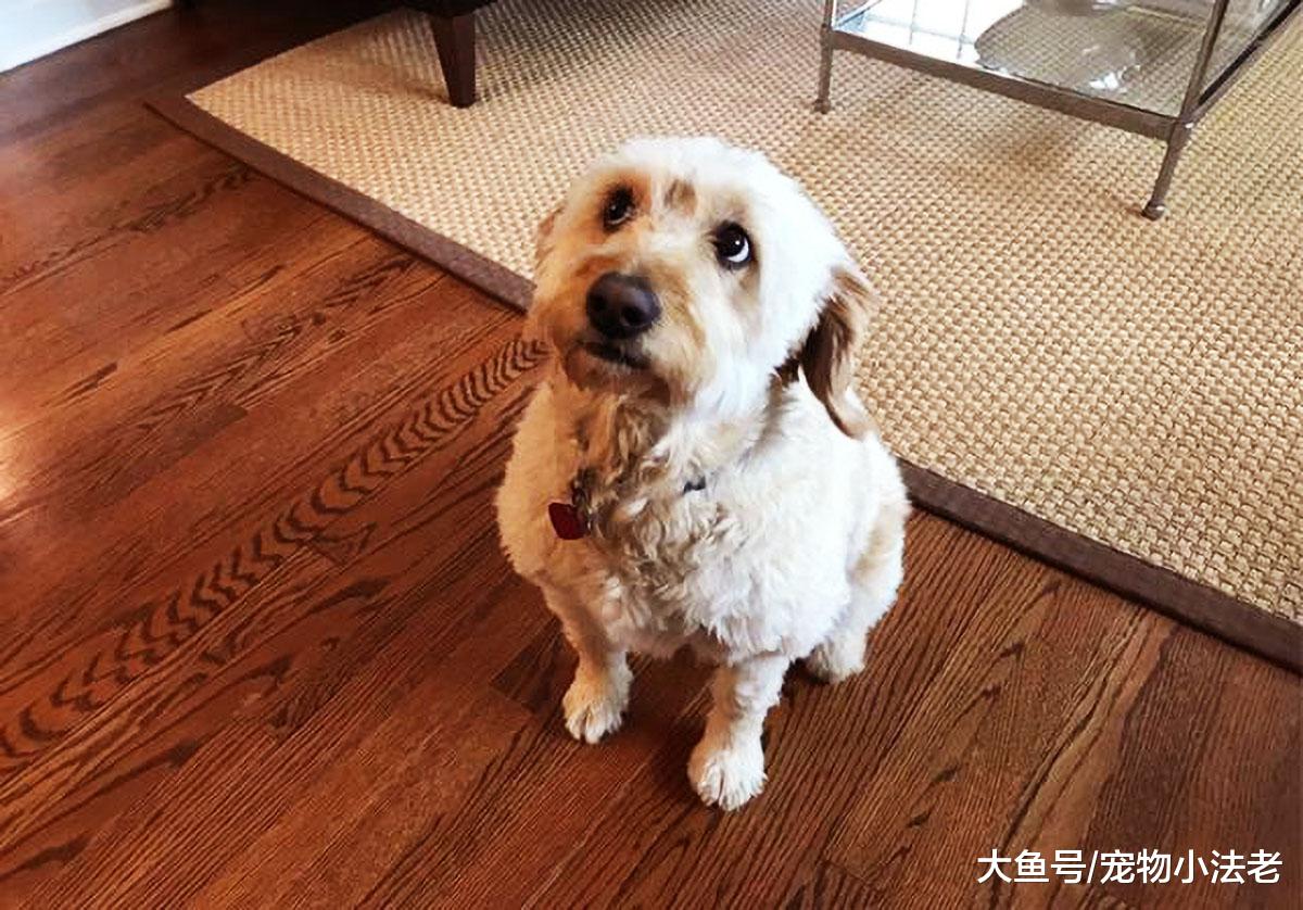 都说“咬人的狗不会叫，乱叫的狗不咬人”？不要再被蒙在鼓里了！