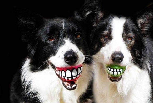边境牧羊犬虽然很聪明, 但如果你不能接受这6个缺点, 劝你别养!