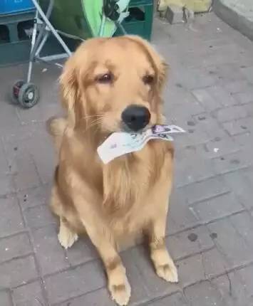 狗狗叼钱去买东西，不小心把钱丢了，接下来让人哭笑不得