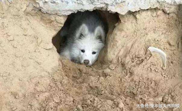 为什么狗狗临终前要躲起来？原因有5个，看到最后令人热泪盈眶