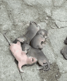 猫对于老鼠来说是一个怎样的存在？