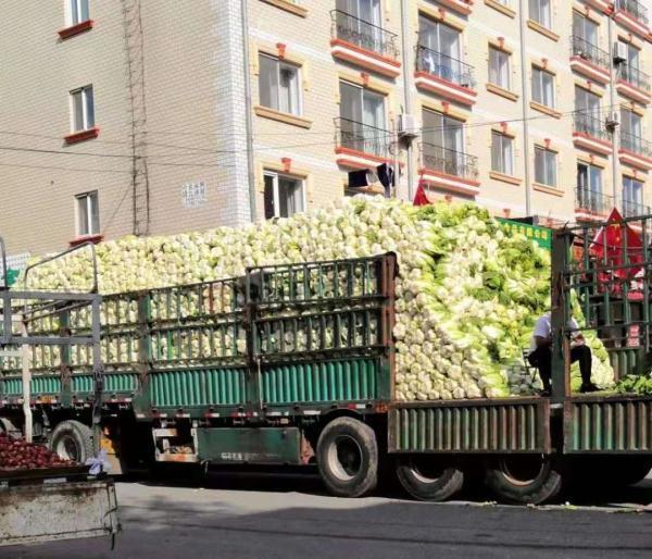 在东北，没有一颗大白菜能活着过冬！