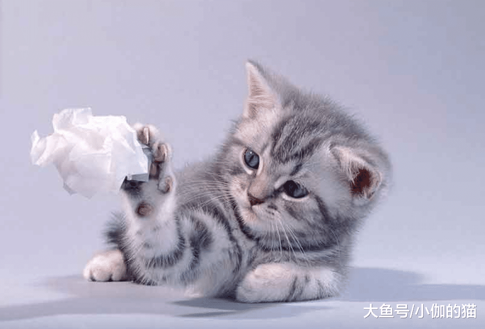 猫很容易爱上玩纸，铲屎官得小心猫患病，纠正猫咪恶习只需学2招