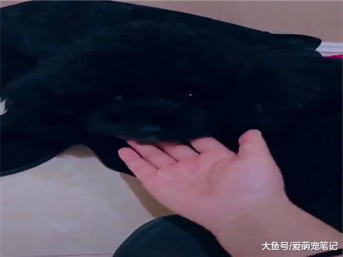 主人发现狗狗不见了, 出门穿鞋的时候才找到它, 这泰迪黑的好认真