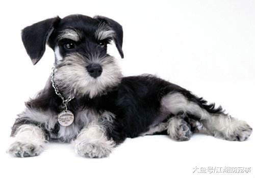 很好养的5种宠物狗，快看你家里有没有？