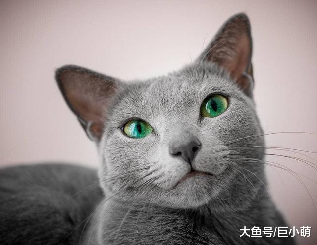 拥有12万粉丝的蓝猫，瘦瘦的还有着翡翠般的眼睛，跟想象的不一样