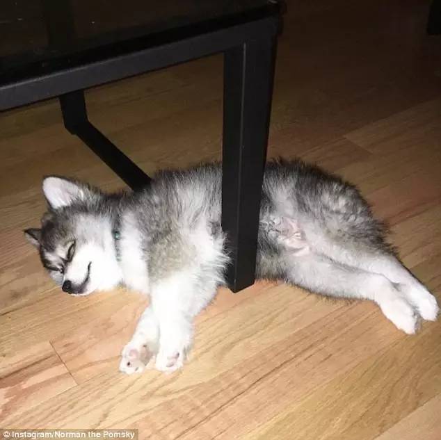 比嫩模还火! 天生蛇精耳+夜店风眼线! 超人气混血网红狗!