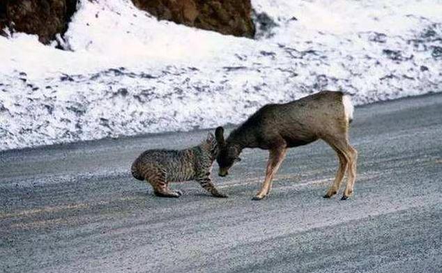 男子救下被捕兽夹夹住的猞猁，猞猁的举动太有灵性了