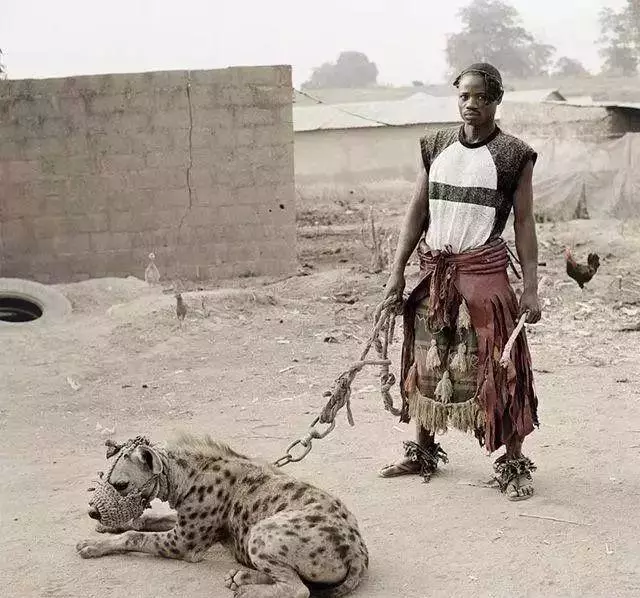 非洲最凶猛的动物之一，被非洲居民成功驯服，女孩拿它当坐骑