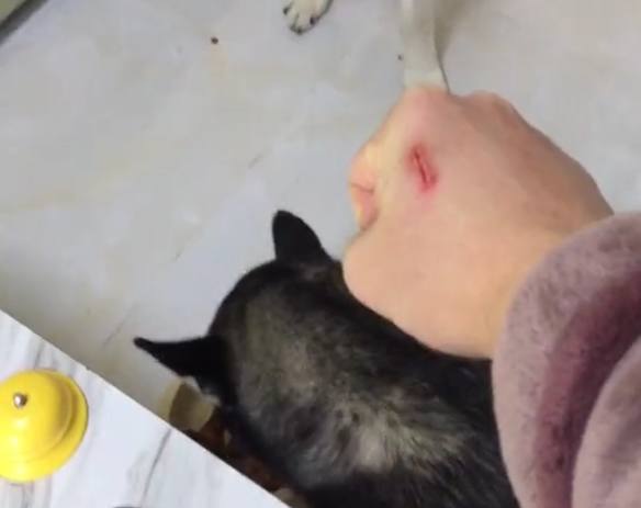 二哈咬破主人的手毫不知错，它媳妇直接叼来这个，主人无语了！