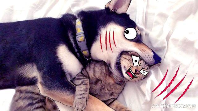 同时拥有猫和狗是什么体验？主人：你俩能不能少打一天