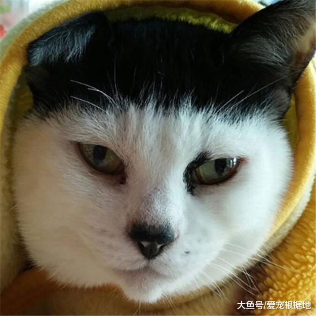 一起长大的兄弟喵，说好一起变帅，其中一只长大后竟画风突变！