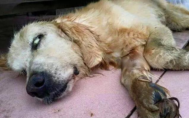 养狗的注意了：你的这5种做法，会悄悄偷走它的寿命！