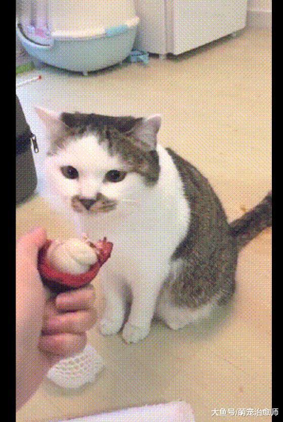 网友把剥开的山竹给猫咪看，它一脸的不敢相信：你怎么在吃猫爪？