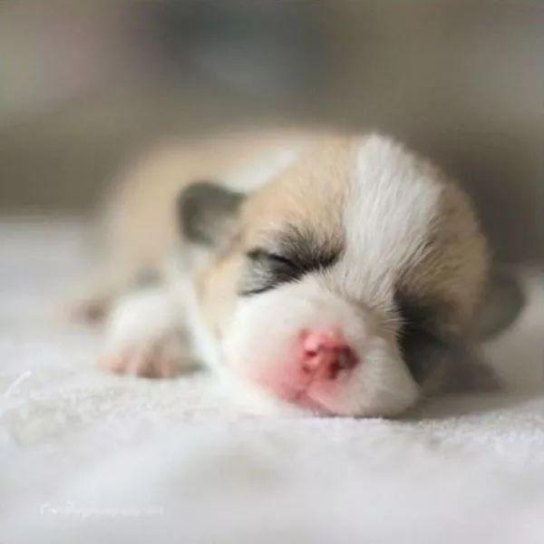 狗狗一生有5个阶段，注意每个阶段，让主人和狗狗过得更舒心