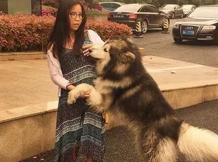 阿拉调皮起来不输二哈, 在屋里把门反锁了, 主人: 今天吃炖狗肉