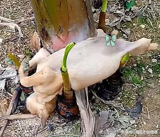 带狗狗出门突然不见，在园内四处寻找，芭蕉树下的身影笑喷众人