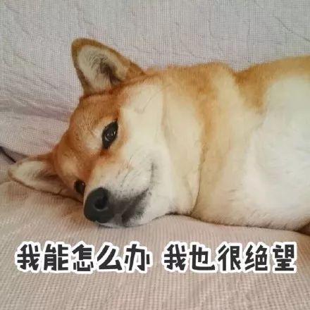 网友：那些整天把狗当儿子养的人是什么心态？