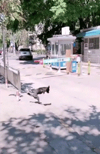 每年，都有2亿条生命被抛弃、虐待：我们虽然没有杀过人，却都差点做了刽子手