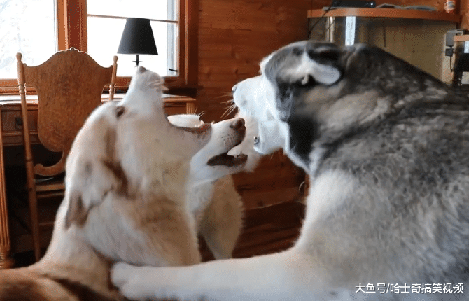 二哈“组团”来叫主人起床, 还有只在指挥, 看来这招很管用