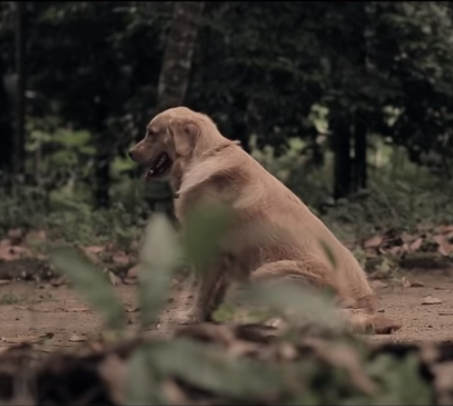 主人养的两只鹦鹉被金毛放走，事后还将笼子扔到河里，结局泪目