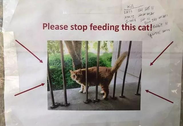 校猫大橘因为过度肥胖，被学生们催着减肥