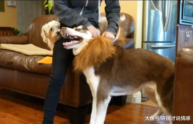 主人尽心尽力给二哈换完造型后，连它自己看到都要怀疑狗生！