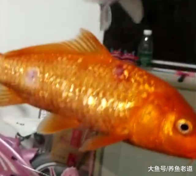 治疗观赏鱼病既要保住整缸鱼, 又要兼顾最严重的那一条!