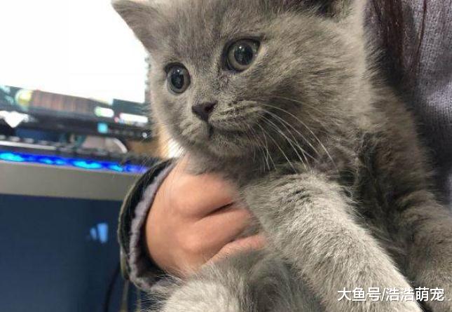为什么都说橘猫是“渣猫”？看完下面故事后，网友：我现在信了！