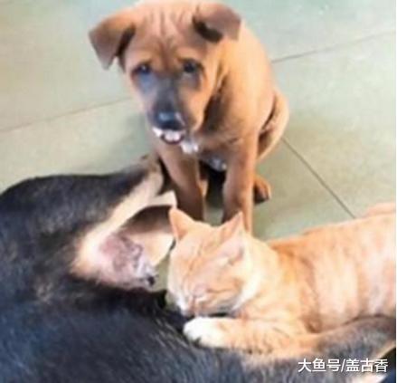 猫咪见狗狗当妈，放下仇恨和睦相处，但做的事却让主人都替它害臊