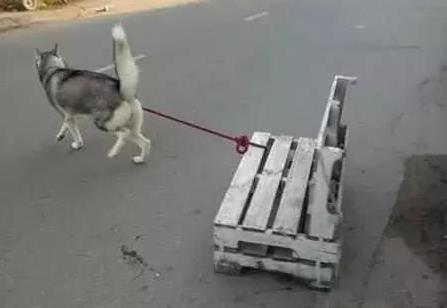 鏟屎官去買東西，把二哈拴在座椅上，出來發現二哈拽著椅子跑了