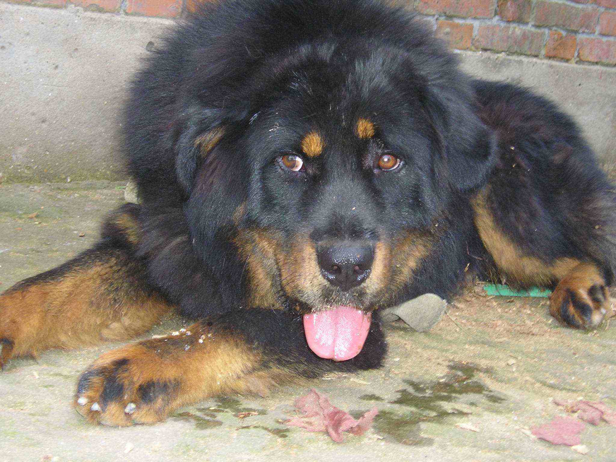 原生的藏獒是一种什么样的存在？带你了解真相！