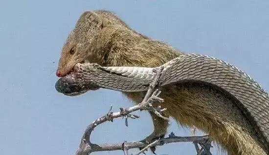 動物世界: 眼鏡蛇看到它會瑟瑟發抖, 完全沒有反抗能力!