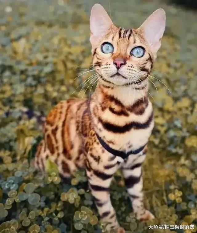 2019年世界上最贵的猫排行榜，都是人民币的香味