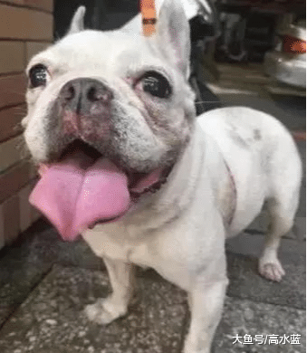 养了八年狗狗被抛弃，遛狗时误认为是前主人，竟然留在原地痛哭！