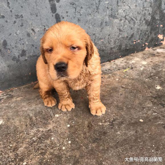 金毛的眼神看上去很忧郁，它小小年纪究竟在发愁什么