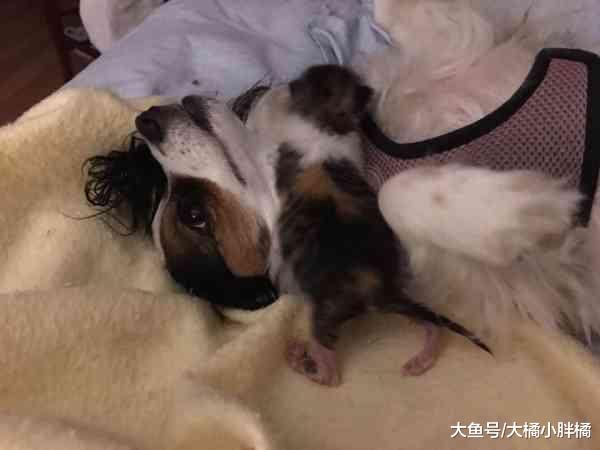 小猫在排水沟中发现，被保护以后，狗狗主动担任起了妈妈的角色