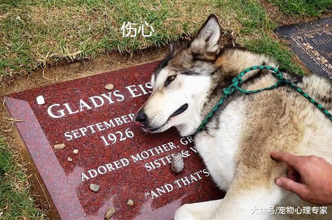 二哈在祖母墓碑上哭泣，男子感动不已，医生的话却让他不能接受