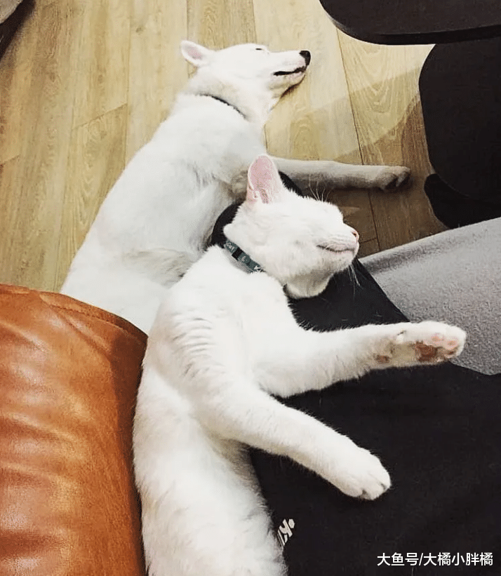 主人搬家时将小猫遗弃，2月后在家里认识了新伙伴，彼此成为挚友