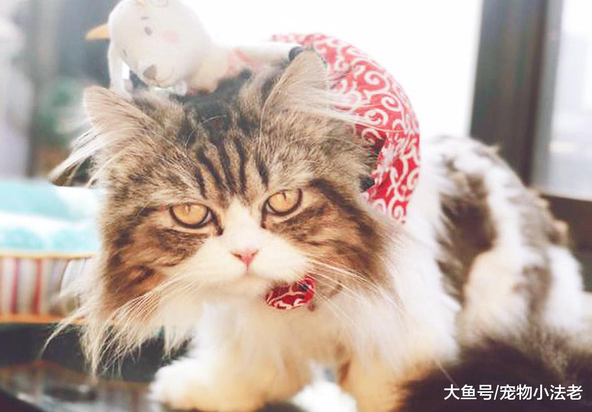 都喜欢用生姜防止猫咪“秃头”？你这样做，只会让猫咪越来越秃！