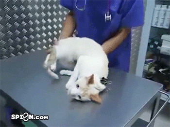 橘猫终于找到合适的工作了