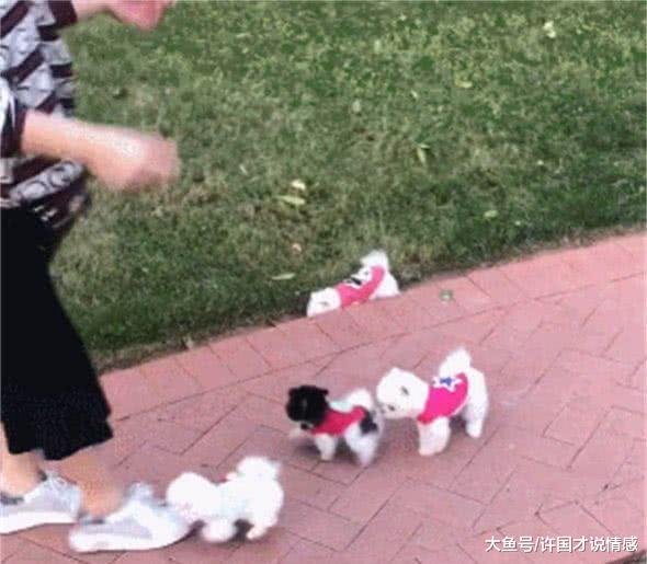 公园里遇到一群“茶杯犬”，排着队在散步，少女心都要泛滥了！
