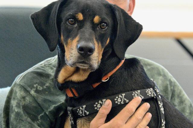 禁養烈性犬可以避免傷人？危險犬法案真的有效嗎？看看數據怎么說