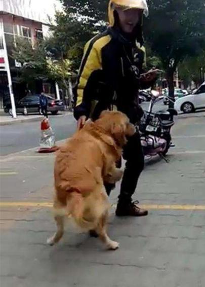 狗狗喜欢抱大腿的5个原因，你了解几个？