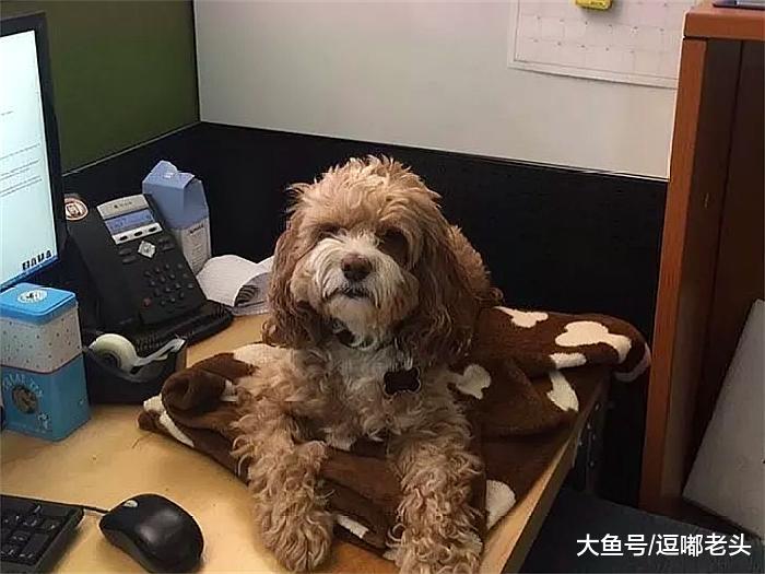 主人去世，狗狗趴在主人跟前哽咽：主人，你醒醒