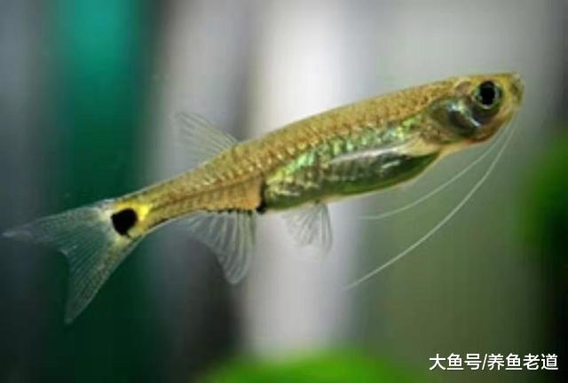 为什么说鱼缸水面出现的油膜，有的是油、有的是膜，其实不一样？