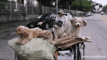 大叔收留了5只流浪狗，每天一起捡破烂，就像是自己的孩子