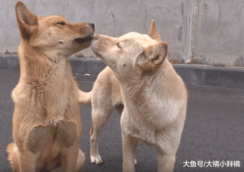 2只狗狗被救后赖在店里不走，被驱赶后，一个暖心动作打动了老板