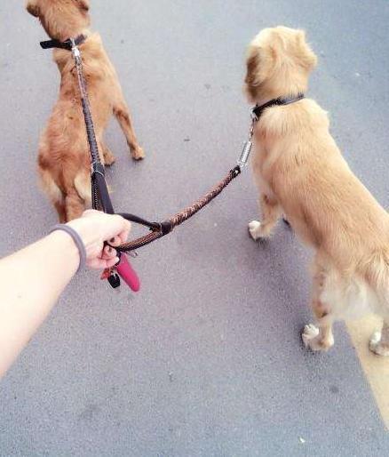 養金毛犬需要付出的5個代價，看完你還敢養嗎？