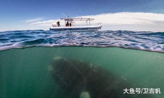 海里那些令人不寒而栗的生物，甚至被人们称为深海中的梦魇！